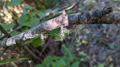 Usnea strigosa