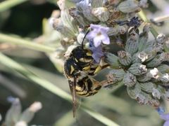 Anthidium florentinum
