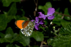 Anthocharis cardamines