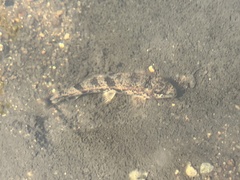 Hypentelium nigricans