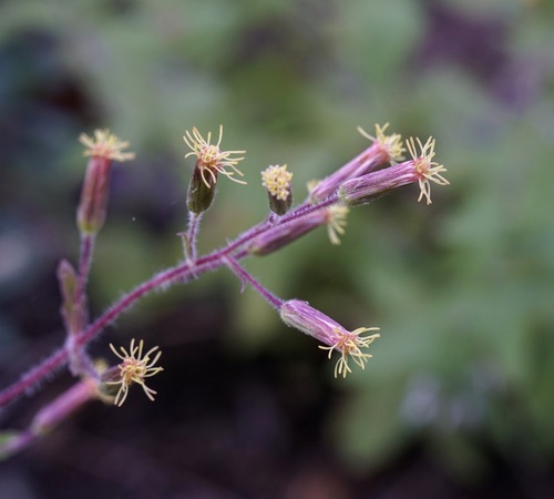 Image of Brickellia betonicifolia by (c) Andrew Tree, some rights reserved (CC BY)