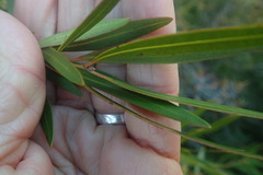 Metrosideros angustifolia