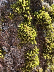 Ulota crispa