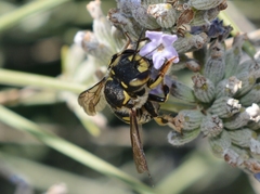 Anthidium florentinum