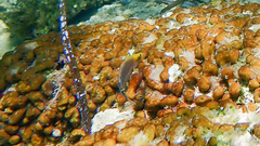 Symphodus mediterraneus