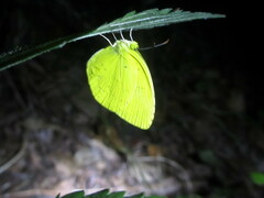 Eurema mandarina