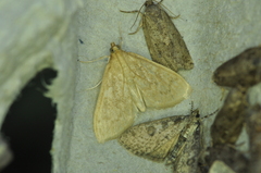 Framinghamia helvalis