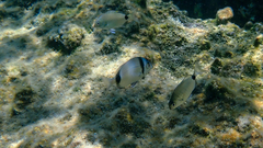 Diplodus vulgaris