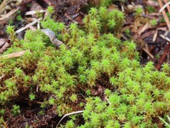 Syntrichia