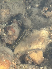 Etheostoma flabellare