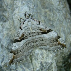 Aplocera praeformata