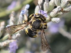 Anthidium florentinum