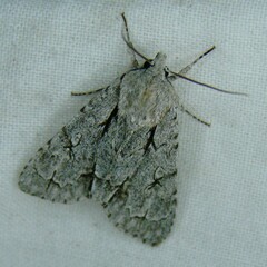 Acronicta psi