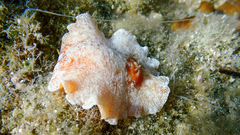 Platydoris argo