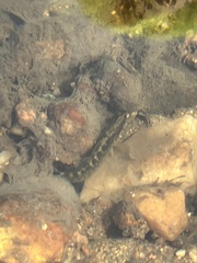 Etheostoma flabellare