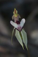 Caladenia cardiochila