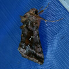 Autographa pulchrina