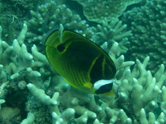 Chaetodon lunula