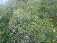 Metrosideros angustifolia