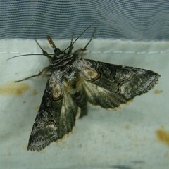 Abrostola asclepiadis