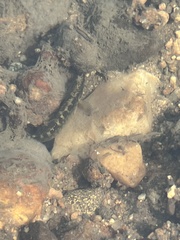 Etheostoma flabellare