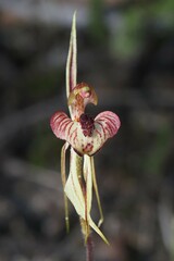 Caladenia cardiochila