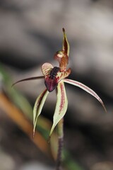 Caladenia cardiochila