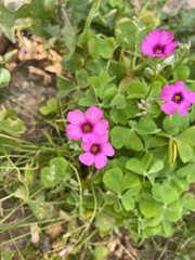 Oxalis articulata
