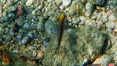 Symphodus mediterraneus