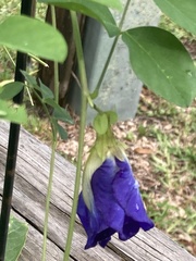 Clitoria ternatea