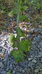 Lactuca biennis
