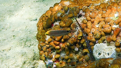Symphodus mediterraneus