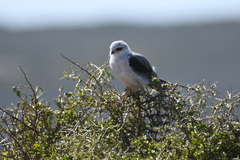 Elanus caeruleus caeruleus