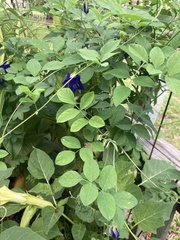 Clitoria ternatea
