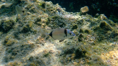 Diplodus vulgaris