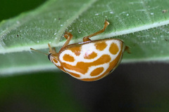 Calvia sichuanica