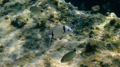 Diplodus vulgaris
