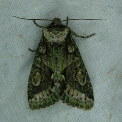 Allophyes oxyacanthae