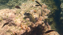 Chromis chromis