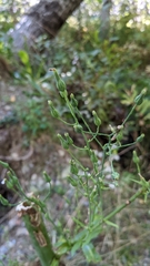 Lactuca biennis