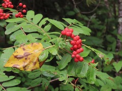 Sorbus aucuparia