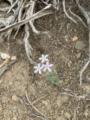 Phlox stansburyi