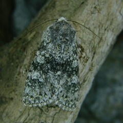 Polymixis xanthomista