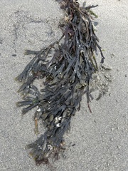 Fucus