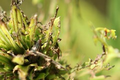 Microrhopala vittata
