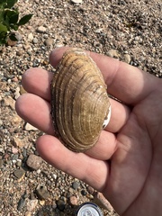 Venustaconcha ellipsiformis