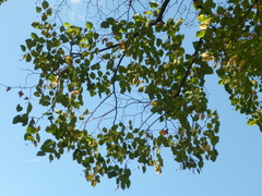 Tilia platyphyllos