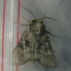 Pachetra sagittigera