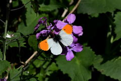 Anthocharis cardamines
