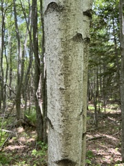 Betula lenta